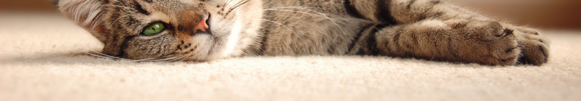 A cat laying on a pet friendly carpet