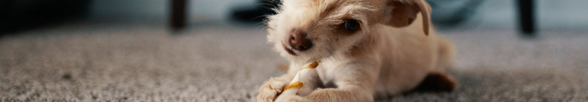 A small dog playing with a bone on a brown carpet floor